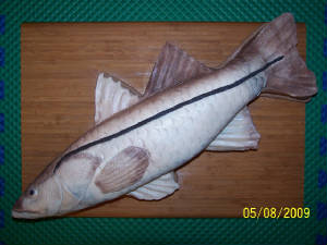 snook.jpg
